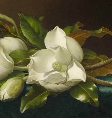 central open magnolia bloom