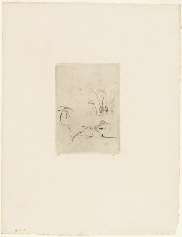 The Duck