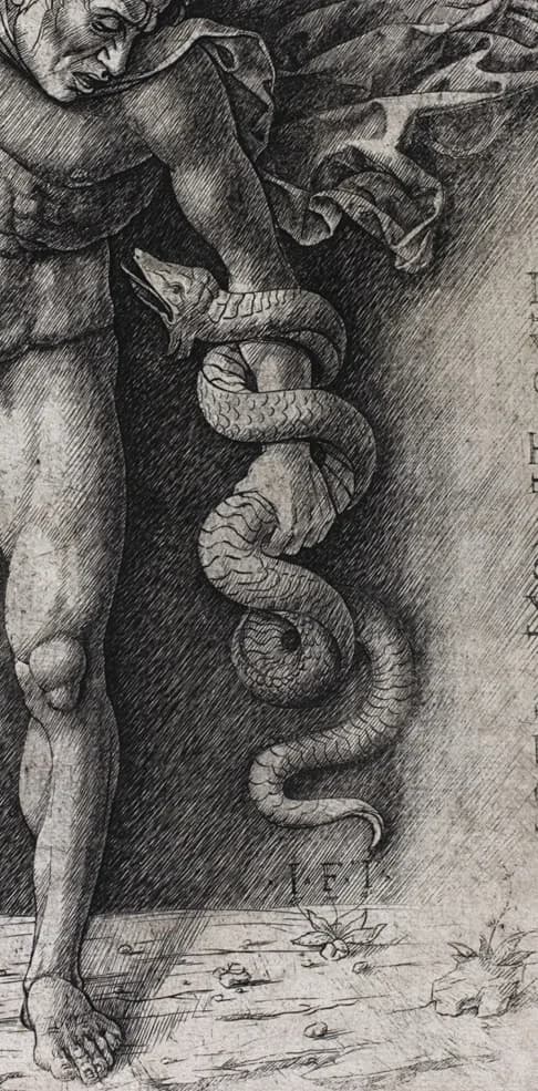 Coiled body of the snake