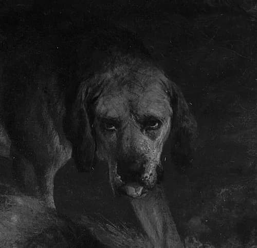 head of the dog