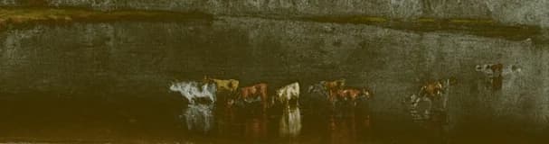 herd of cows by the water