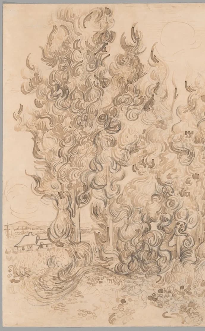 Large cypress tree on the left