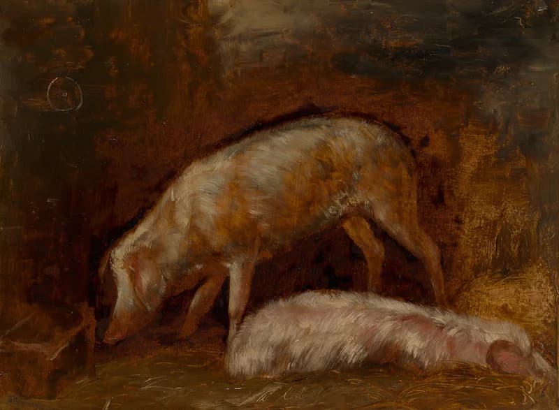 standing pig