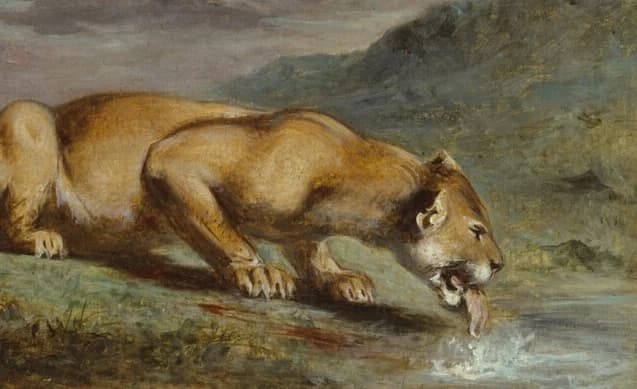 Lioness head and forelimbs