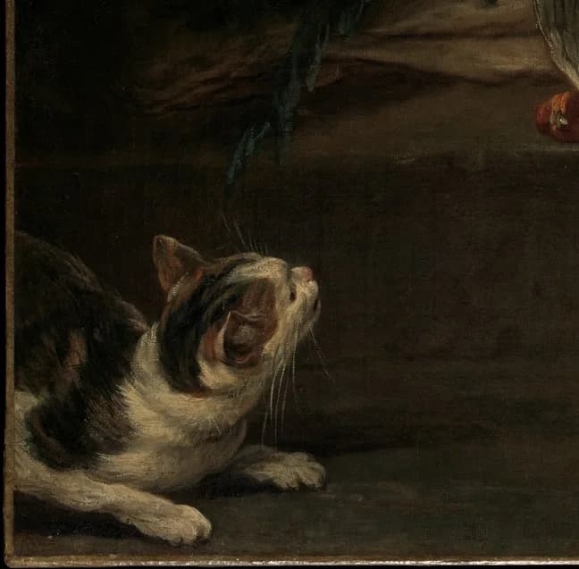 cat looking up