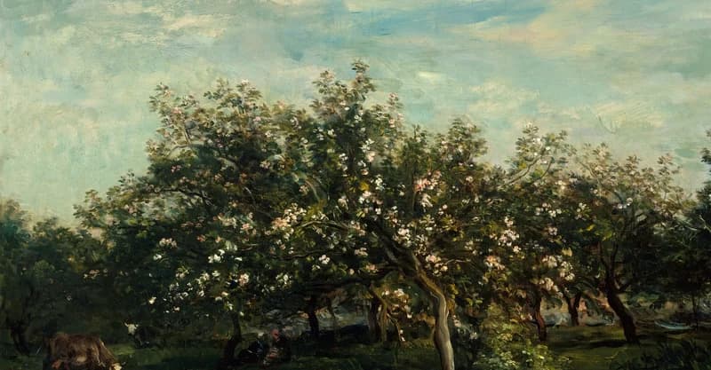 white apple blossoms