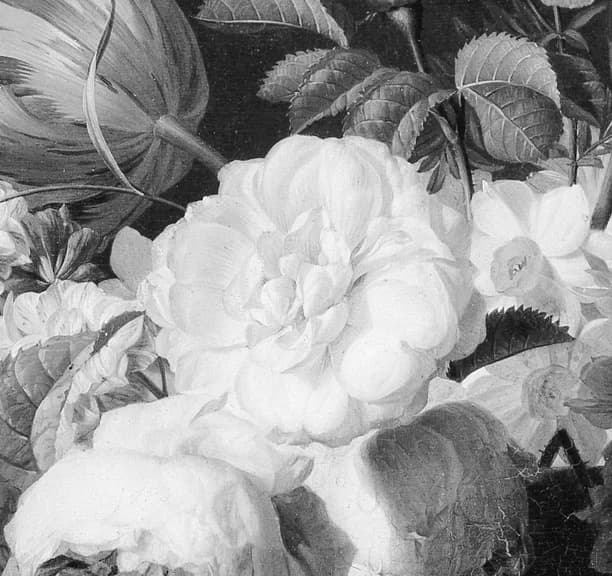 central white rose