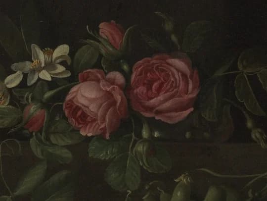 blooming pink roses