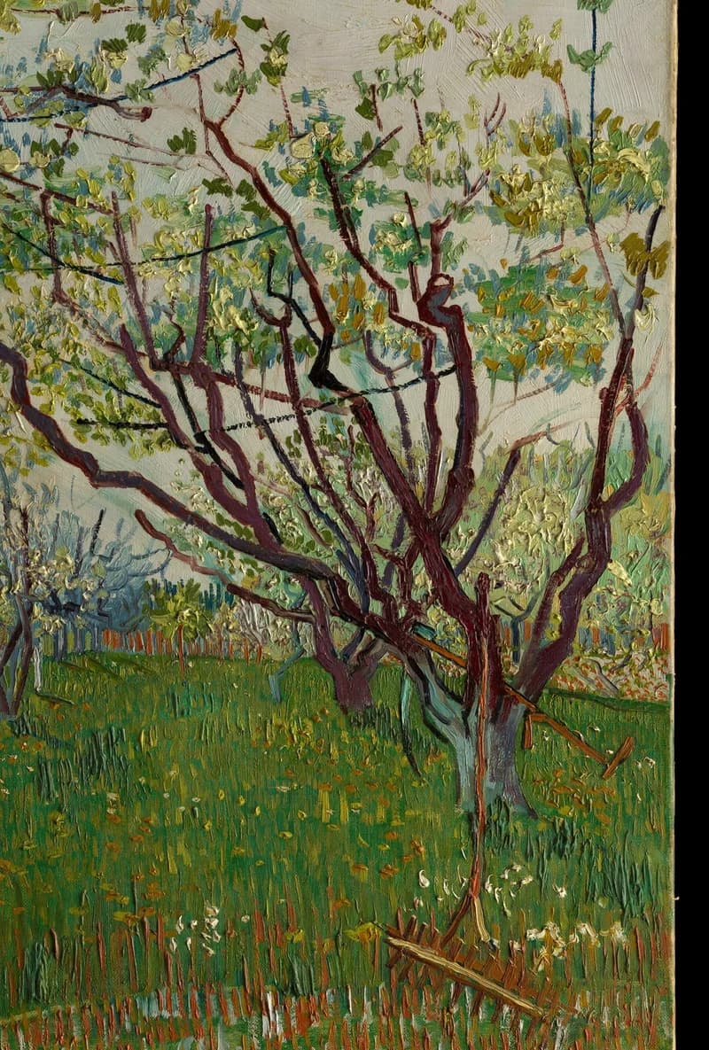 main flowering tree
