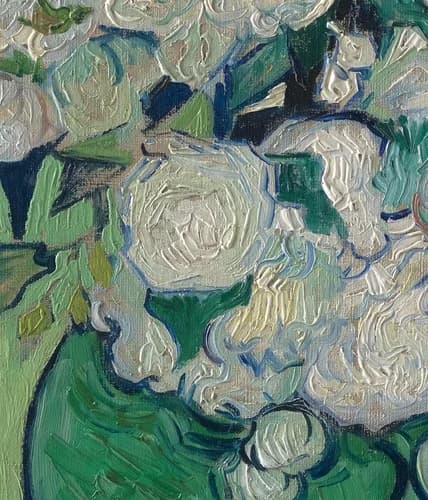 central white rose