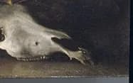 Horse skull
