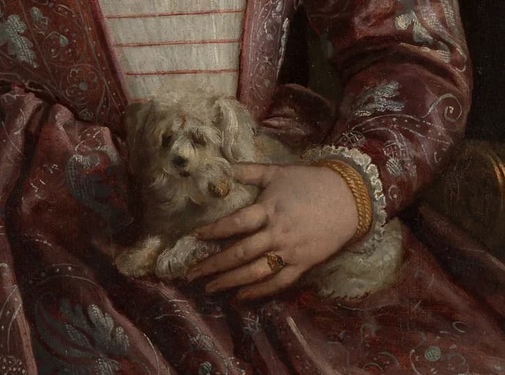 small white dog on lap
