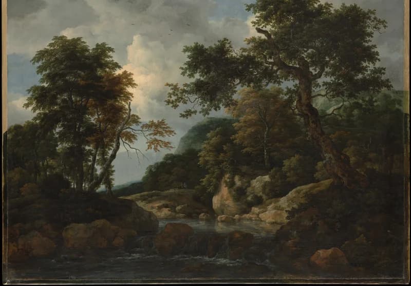 forest stream in the foreground