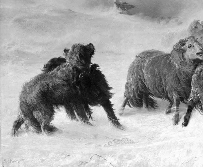 Sheepdogs braving the wind