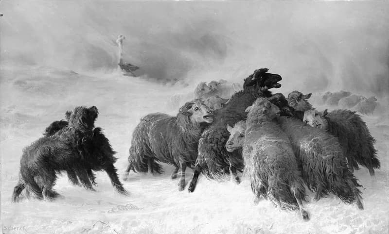 Flock of sheep in a snowstorm