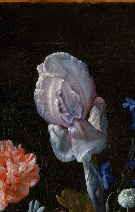 pale purple iris