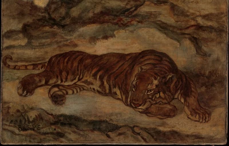 full body of the tiger in repose