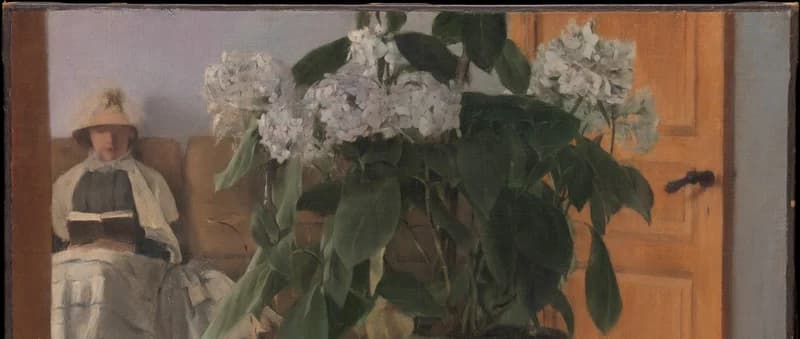 white hydrangea flowers